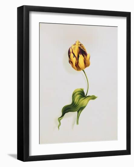 A Parrot Tulip-James Holland-Framed Giclee Print