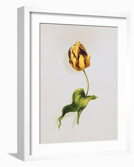 A Parrot Tulip-James Holland-Framed Giclee Print