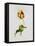 A Parrot Tulip-James Holland-Framed Stretched Canvas