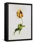 A Parrot Tulip-James Holland-Framed Stretched Canvas