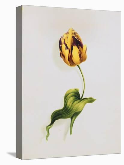 A Parrot Tulip-James Holland-Stretched Canvas