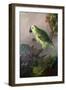 A Parrot-Jakob Bogdani Or Bogdany-Framed Giclee Print