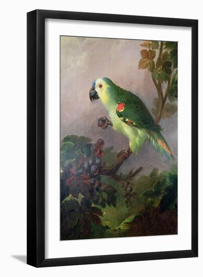 A Parrot-Jakob Bogdani Or Bogdany-Framed Giclee Print