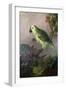 A Parrot-Jakob Bogdani Or Bogdany-Framed Giclee Print