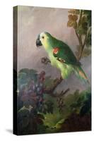 A Parrot-Jakob Bogdani Or Bogdany-Stretched Canvas