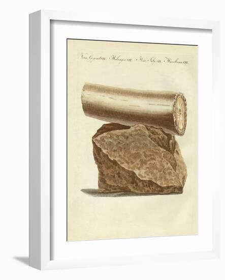 A Part of a Excavated Elephant Tusk Weapon-null-Framed Giclee Print