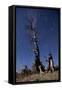 A Partially Burned Tree Backdropped Against Star Trails-null-Framed Stretched Canvas