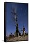 A Partially Burned Tree Backdropped Against Star Trails-null-Framed Stretched Canvas