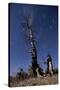 A Partially Burned Tree Backdropped Against Star Trails-null-Stretched Canvas