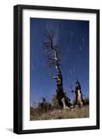 A Partially Burned Tree Backdropped Against Star Trails-null-Framed Photographic Print