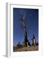 A Partially Burned Tree Backdropped Against Star Trails-null-Framed Photographic Print