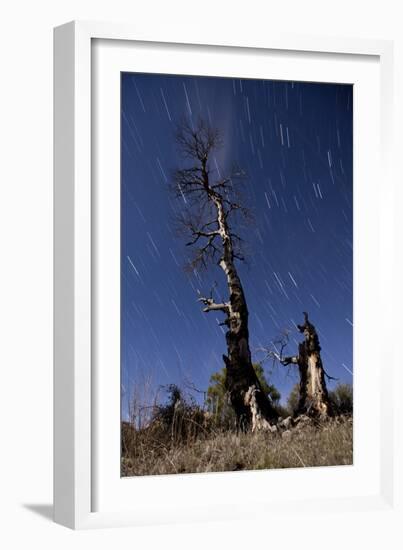 A Partially Burned Tree Backdropped Against Star Trails-null-Framed Photographic Print