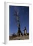 A Partially Burned Tree Backdropped Against Star Trails-null-Framed Photographic Print