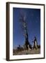 A Partially Burned Tree Backdropped Against Star Trails-null-Framed Photographic Print