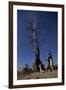 A Partially Burned Tree Backdropped Against Star Trails-null-Framed Photographic Print