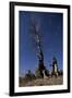 A Partially Burned Tree Backdropped Against Star Trails-null-Framed Photographic Print