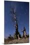 A Partially Burned Tree Backdropped Against Star Trails-null-Mounted Photographic Print