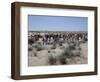 A party of Bedouin leading their camels in the desert-Werner Forman-Framed Giclee Print