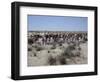 A party of Bedouin leading their camels in the desert-Werner Forman-Framed Giclee Print