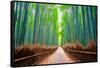 A path winds through an ancient bamboo forest in Kyoto, Japan, Asia-Logan Brown-Framed Stretched Canvas