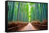 A path winds through an ancient bamboo forest in Kyoto, Japan, Asia-Logan Brown-Framed Stretched Canvas