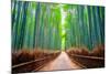 A path winds through an ancient bamboo forest in Kyoto, Japan, Asia-Logan Brown-Mounted Photographic Print