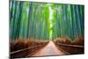 A path winds through an ancient bamboo forest in Kyoto, Japan, Asia-Logan Brown-Mounted Photographic Print