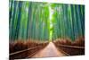 A path winds through an ancient bamboo forest in Kyoto, Japan, Asia-Logan Brown-Mounted Photographic Print