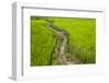 A Pathway Through the Rice Paddies in the Chittangong Hill Tracts, Bangladesh, Asia-Alex Treadway-Framed Photographic Print