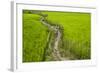 A Pathway Through the Rice Paddies in the Chittangong Hill Tracts, Bangladesh, Asia-Alex Treadway-Framed Photographic Print