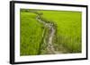 A Pathway Through the Rice Paddies in the Chittangong Hill Tracts, Bangladesh, Asia-Alex Treadway-Framed Photographic Print