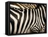 A Pattern of Stripes on a Burchell's Zebra.  Kenya.-Karine Aigner-Framed Stretched Canvas