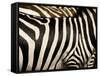 A Pattern of Stripes on a Burchell's Zebra.  Kenya.-Karine Aigner-Framed Stretched Canvas