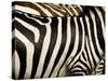 A Pattern of Stripes on a Burchell's Zebra.  Kenya.-Karine Aigner-Stretched Canvas