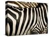 A Pattern of Stripes on a Burchell's Zebra.  Kenya.-Karine Aigner-Stretched Canvas
