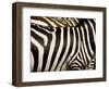 A Pattern of Stripes on a Burchell's Zebra.  Kenya.-Karine Aigner-Framed Photographic Print