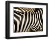 A Pattern of Stripes on a Burchell's Zebra.  Kenya.-Karine Aigner-Framed Photographic Print