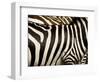 A Pattern of Stripes on a Burchell's Zebra.  Kenya.-Karine Aigner-Framed Photographic Print