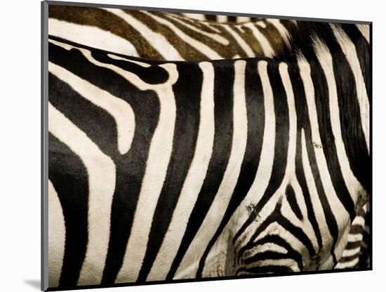 A Pattern of Stripes on a Burchell's Zebra.  Kenya.-Karine Aigner-Mounted Photographic Print