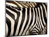 A Pattern of Stripes on a Burchell's Zebra.  Kenya.-Karine Aigner-Mounted Photographic Print