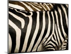 A Pattern of Stripes on a Burchell's Zebra.  Kenya.-Karine Aigner-Mounted Photographic Print