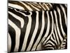 A Pattern of Stripes on a Burchell's Zebra.  Kenya.-Karine Aigner-Mounted Photographic Print