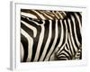 A Pattern of Stripes on a Burchell's Zebra.  Kenya.-Karine Aigner-Framed Photographic Print