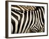 A Pattern of Stripes on a Burchell's Zebra.  Kenya.-Karine Aigner-Framed Photographic Print