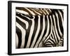 A Pattern of Stripes on a Burchell's Zebra.  Kenya.-Karine Aigner-Framed Photographic Print