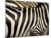 A Pattern of Stripes on a Burchell's Zebra.  Kenya.-Karine Aigner-Mounted Photographic Print