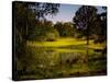 A Peaceful Rural Scene with Trees Lake, Green Grass and Blue Sky-Jody Miller-Stretched Canvas
