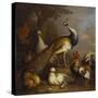 A Peacock, a Peahen and Poultry in a Landscape-Tobias Stranover-Stretched Canvas