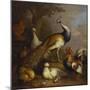 A Peacock, a Peahen and Poultry in a Landscape-Tobias Stranover-Mounted Giclee Print