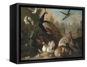 A Peacock and Other Birds in an Ornamental Landscape-Marmaduke Cradock-Framed Stretched Canvas